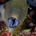 moray_giant_dae_ni_h_0272_egy0750.jpg